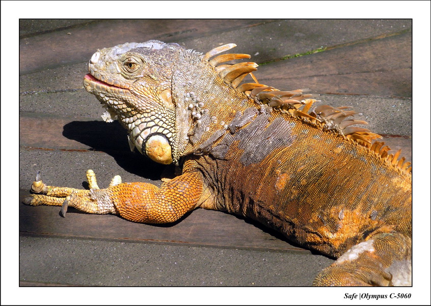 2005 - 06 - Zoo 072.JPG